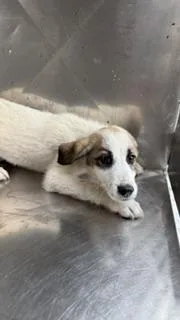 A baby large-sized female Mixed Breed dog named Sugar for adoption in Dallas, TX