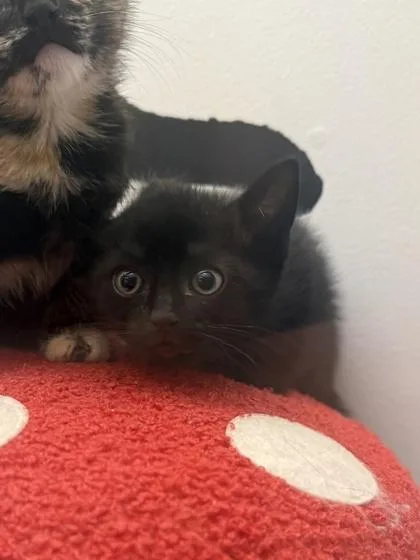 A young small-sized male Domestic Short Hair cat named Theodore for adoption in King William, VA