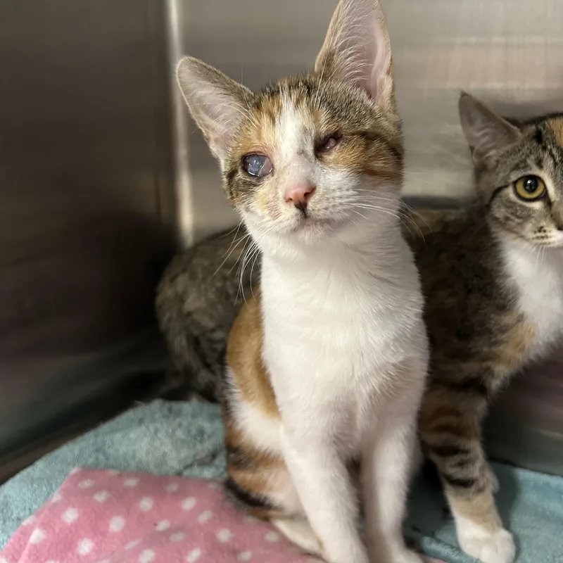 Gingerbread thumbnail 2