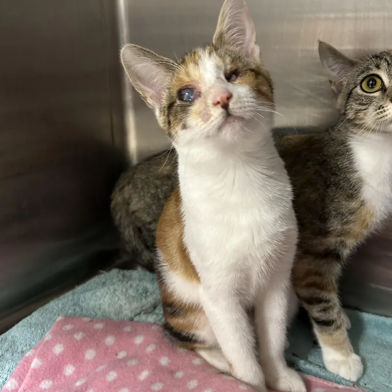 Gingerbread thumbnail 3