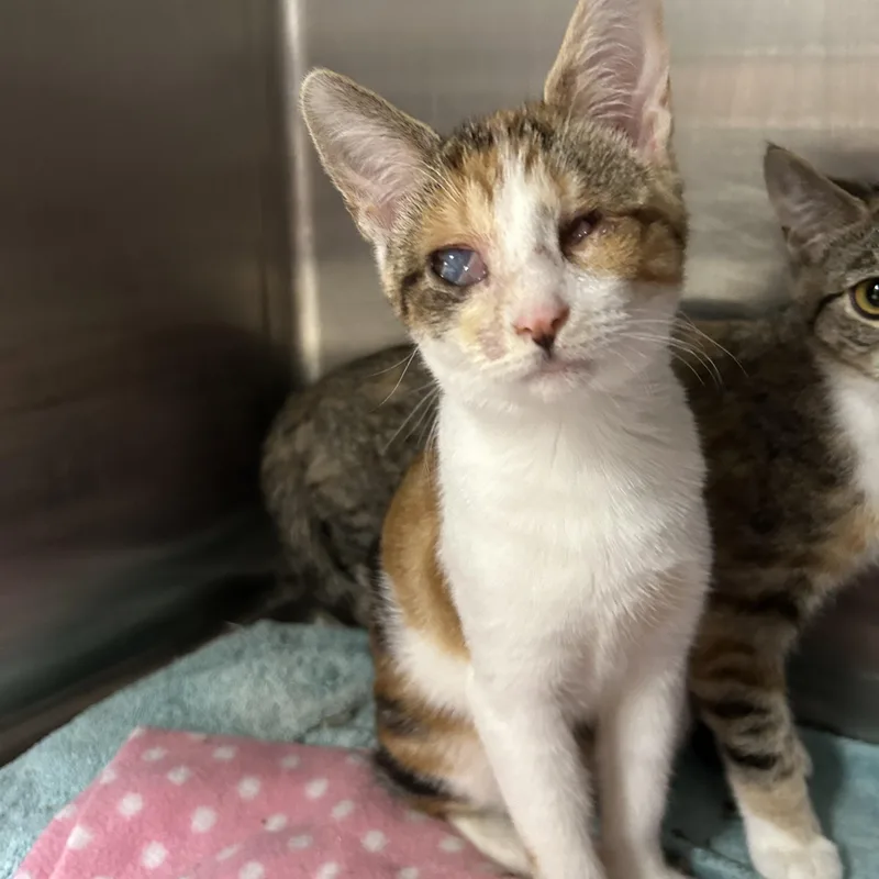 Gingerbread thumbnail 4