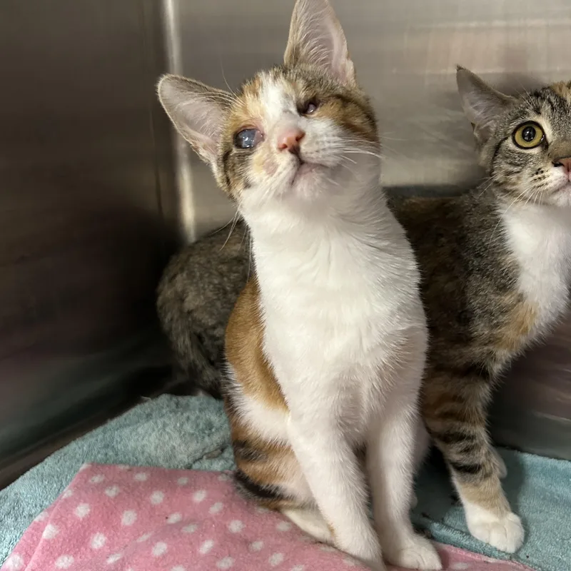 Gingerbread thumbnail 5