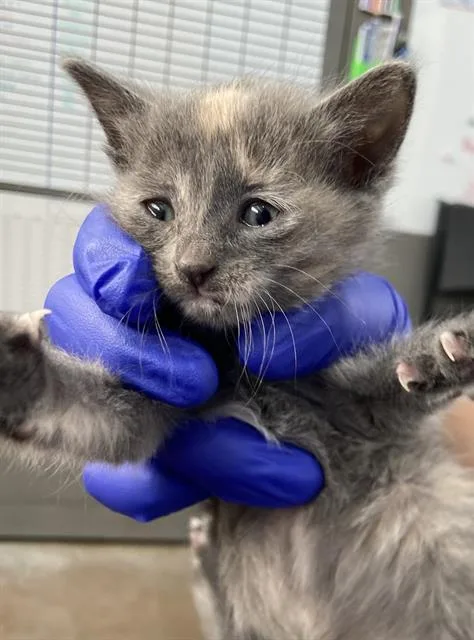 A baby medium-sized female Domestic Short Hair cat named Shifu for adoption in Dallas, TX