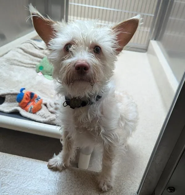 An adult medium-sized male Terrier dog named Mr. Darcy for adoption in Oakland, CA