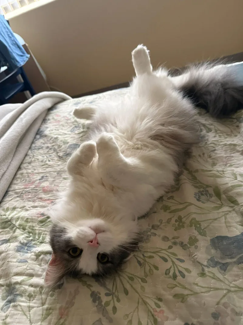 An adult medium-sized male Gray & White Domestic Long Hair cat named Mouse for adoption in Manhattan, KS
