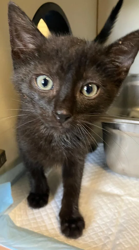 A baby medium-sized male Domestic Short Hair cat named Batman for adoption in Christiansburg, VA