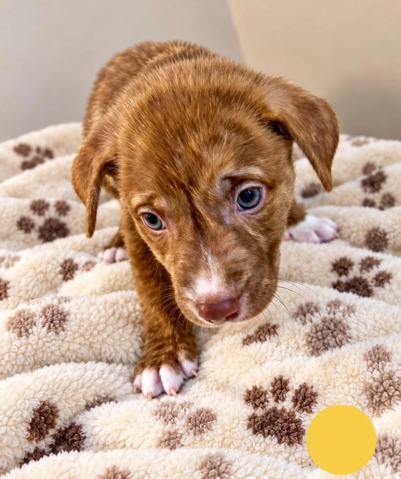 A baby small-sized male Mixed Breed dog named Mars for adoption in St. Augustine, FL