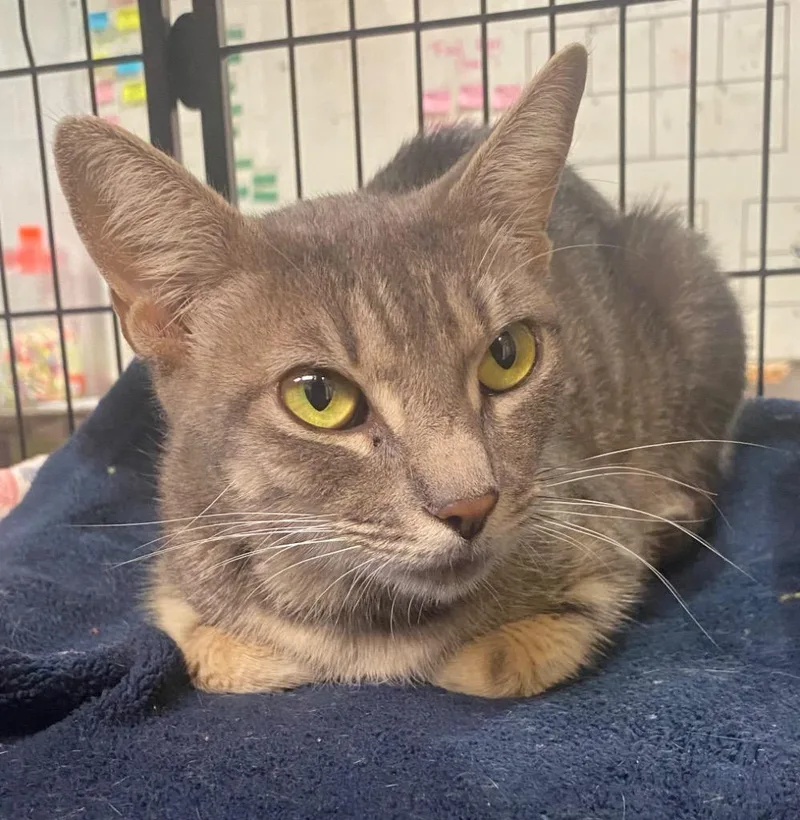 A young large-sized female Domestic Short Hair cat named Johnnie for adoption in Lockhart, TX