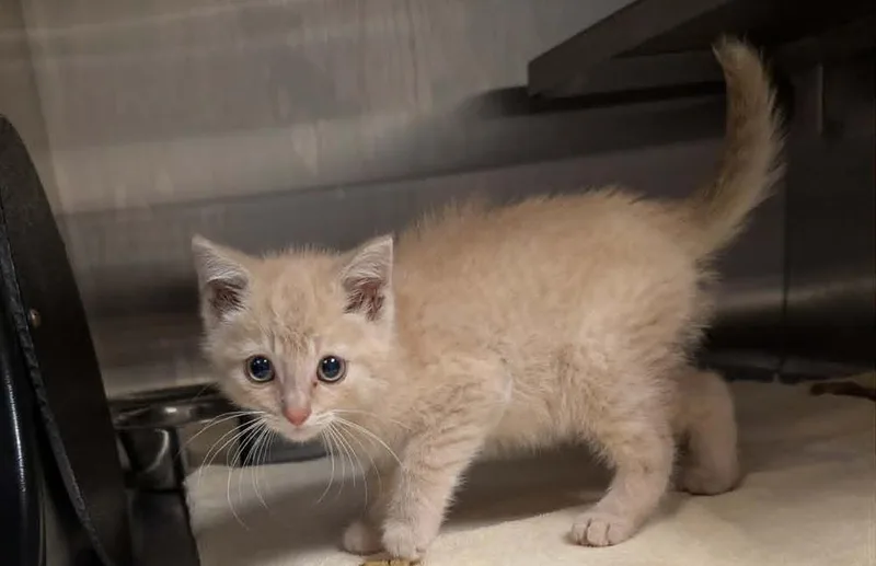 A baby small-sized male Domestic Short Hair cat named Boris for adoption in South Bend, IN