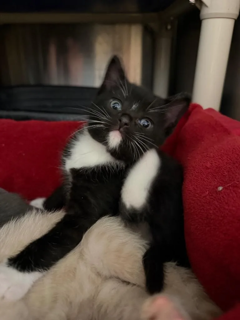 A baby small-sized female Domestic Short Hair cat named Fargo for adoption in Virginia, MN