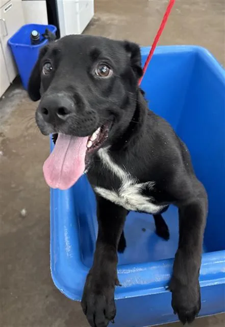 A young large-sized male Mixed Breed dog named Boss for adoption in Dallas, TX