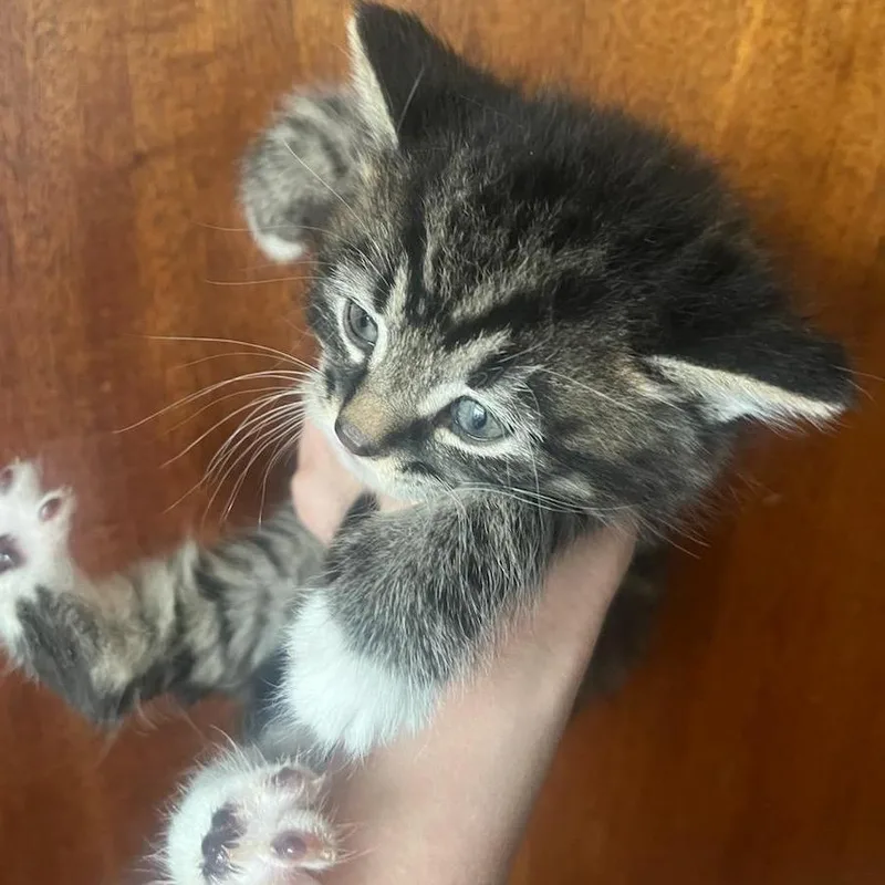 A baby small-sized male Gray / Blue / Silver Domestic Medium Hair cat named Captian Hook for adoption in Ringtown, PA