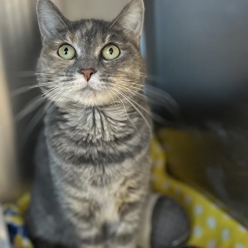 An adult small-sized female Domestic Short Hair cat named Zoey for adoption in Matteson, IL