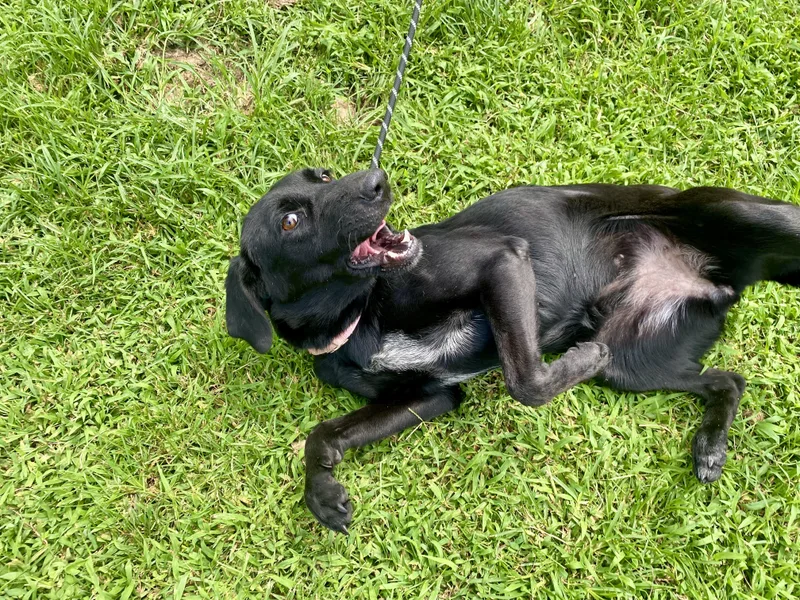 A young large-sized female Black Labrador Retriever dog named Roxie for adoption in King George, VA