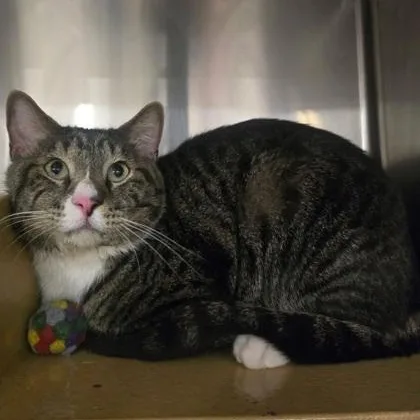 A young medium-sized male Gray & White Domestic Short Hair cat named Tommy Boy for adoption in Warr Acres, OK