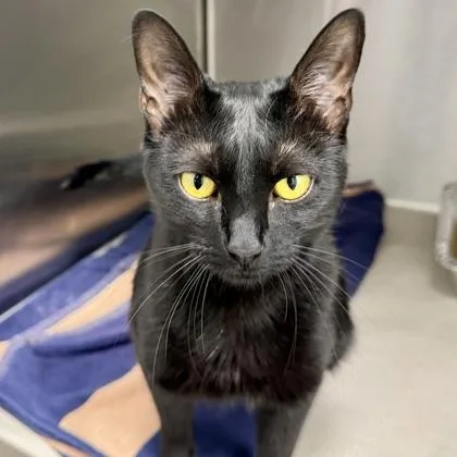 An adult small-sized female Black Domestic Short Hair cat named Sharlett for adoption in Atlanta, GA
