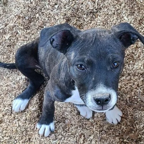 A baby medium-sized female Black Mixed Breed dog named Louise for adoption in East Flat Rock, NC