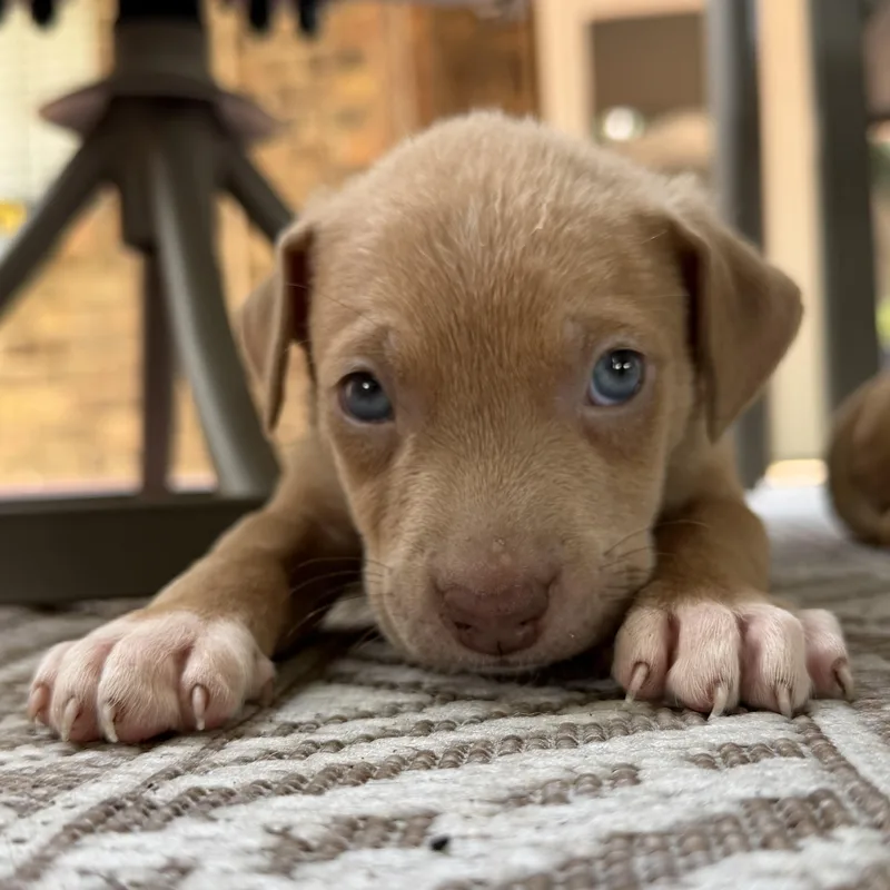 Simba