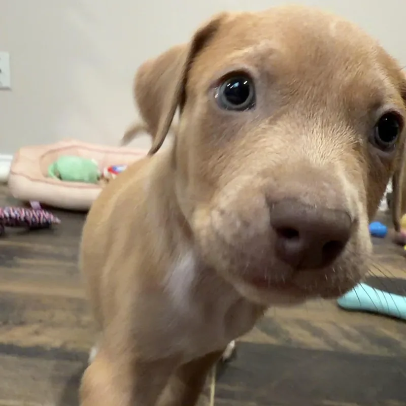 Simba thumbnail 5