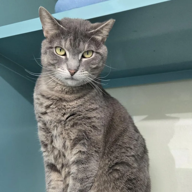 An adult large-sized female Gray / Blue / Silver Domestic Short Hair cat named Willow for adoption in Lauderhill, FL