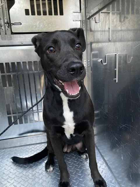 A young large-sized female Mixed Breed dog named Smiles for adoption in Dallas, TX