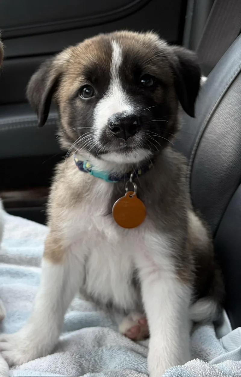 A baby medium-sized male Labrador Retriever dog named Smokey for adoption in Royal Palm Beach, FL