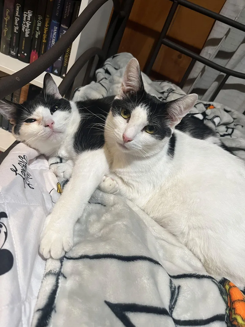 Mickey Wmatthew Willow Grove thumbnail 3