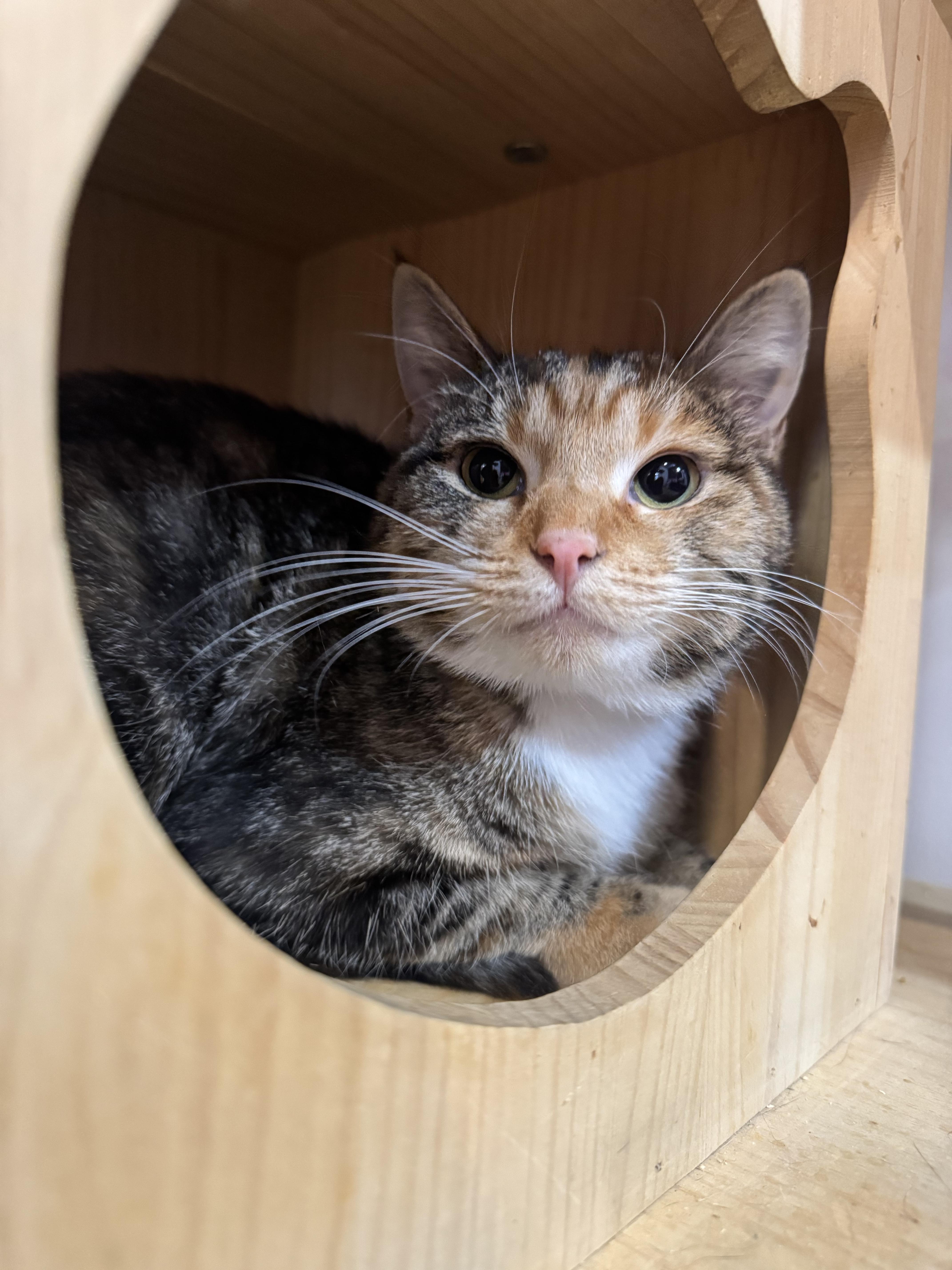 A young medium-sized female Calico cat named Rue for adoption in North Haven, CT