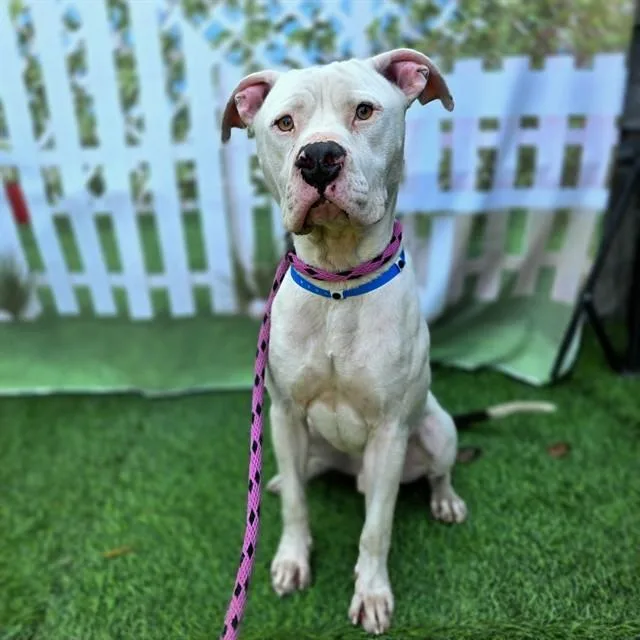 A young large-sized male Pit Bull Terrier dog named Prescott for adoption in Long Beach, CA