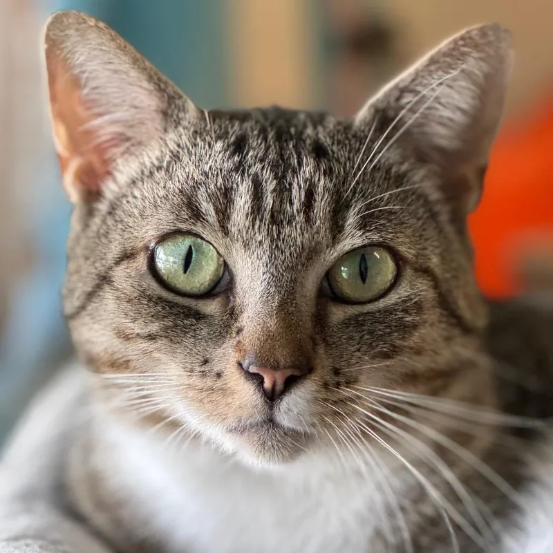 A young medium-sized female Brown / Chocolate Domestic Short Hair cat named Mew Mew for adoption in Decatur, GA