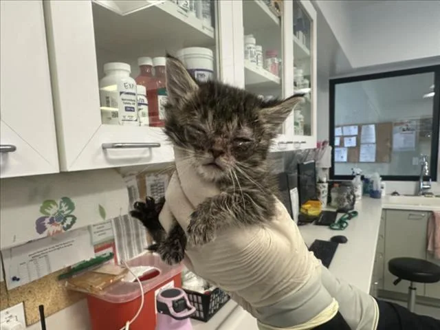 A baby small-sized female Domestic Medium Hair cat named Tacocat for adoption in Santa Fe, NM