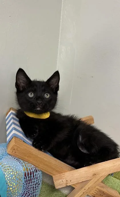 A baby medium-sized male Domestic Short Hair cat named Engine for adoption in Picayune, MS