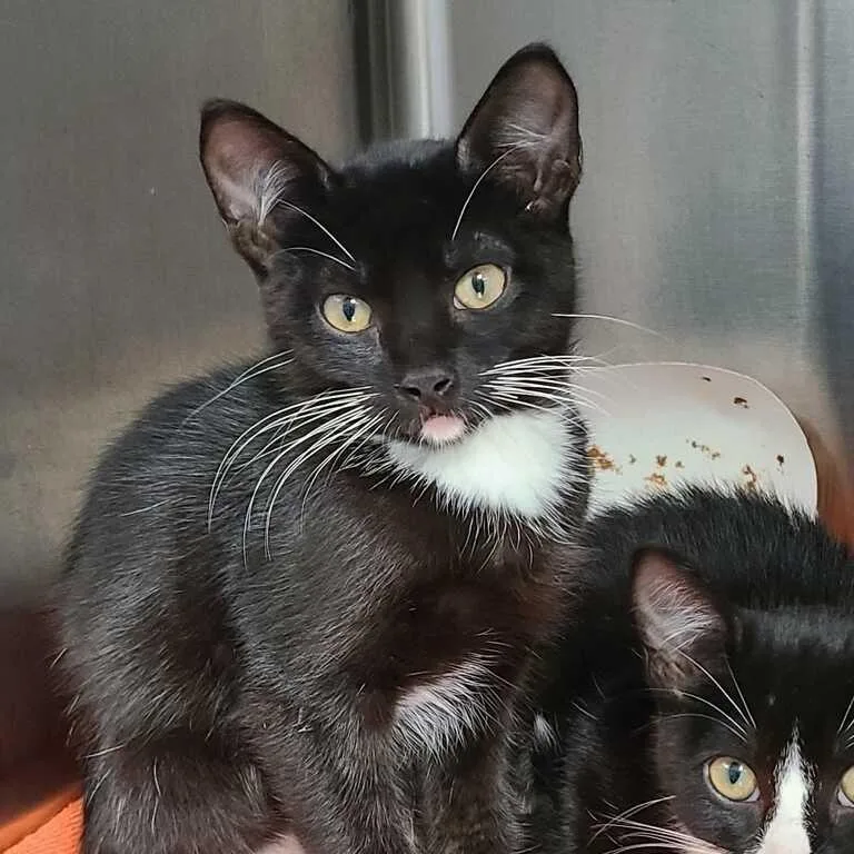 A baby small-sized male Black Domestic Short Hair cat named Hairy Pawter for adoption in Davenport, IA