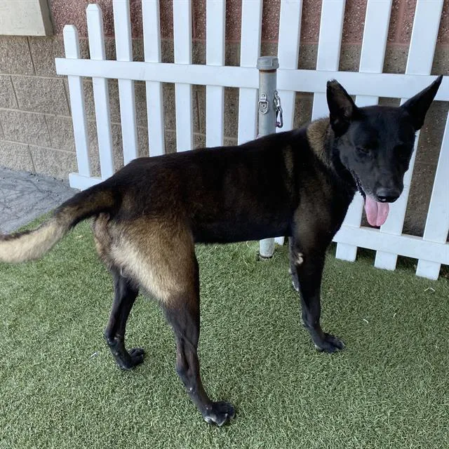 An adult small-sized male Belgian Shepherd / Malinois dog named Rocky V for adoption in Modesto, CA
