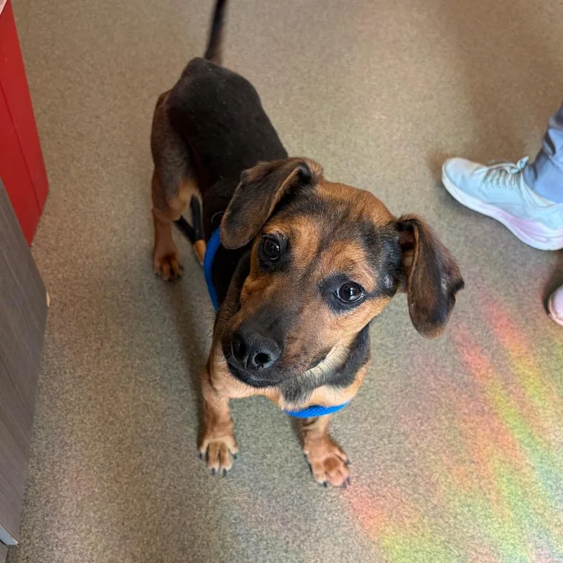 An adult medium-sized male Black Beagle dog named Rowley for adoption in Council Bluffs, IA