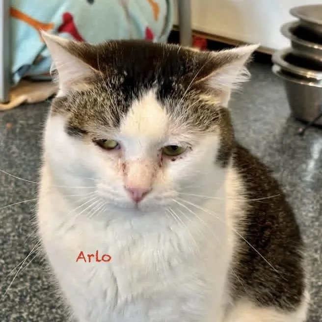 Arlo