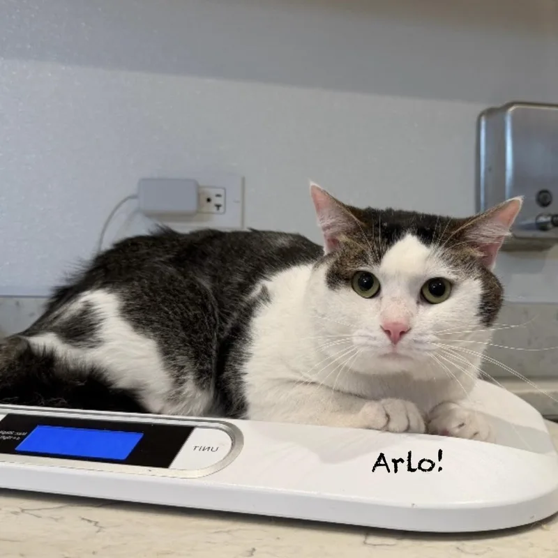Arlo thumbnail 2