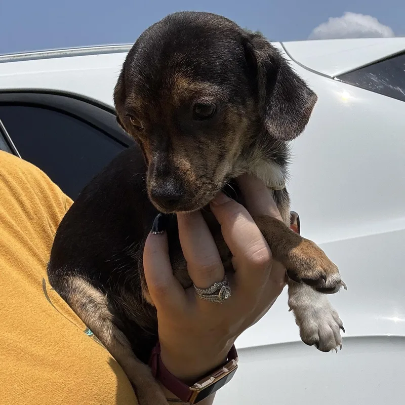 Zora thumbnail 3