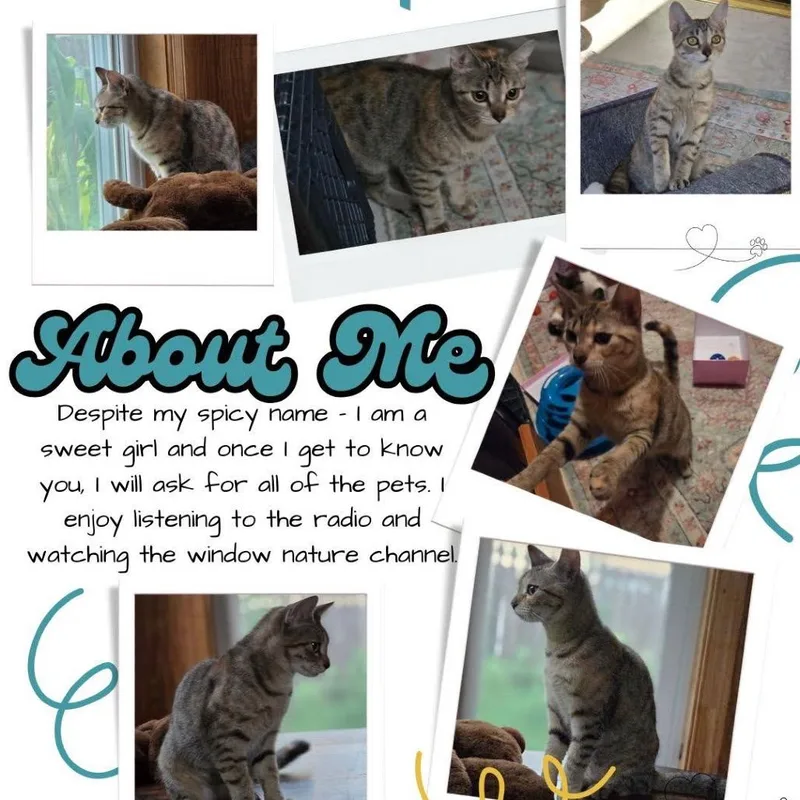 A young medium-sized female Brown / Chocolate Domestic Short Hair cat named Jalapeno for adoption in Mount Laurel, NJ