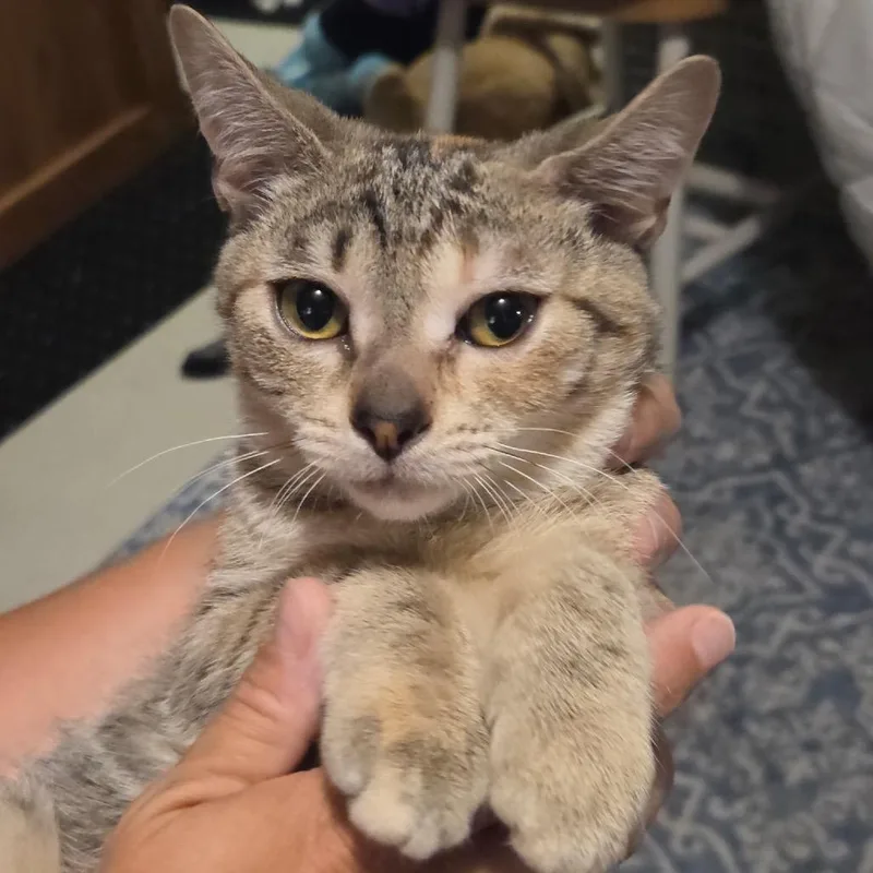 Jalapeno thumbnail 2