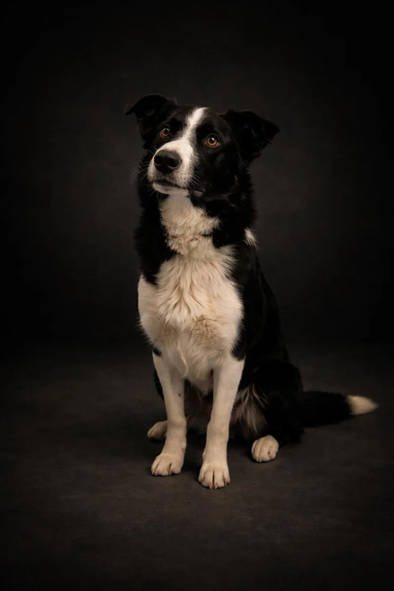 An adult medium-sized male Black Border Collie dog named Hershey for adoption in Wooster, OH