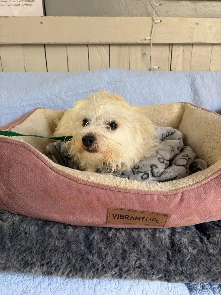 A young small-sized female Terrier dog named Mozzarella for adoption in Fort Worth, TX
