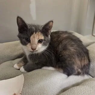 A baby medium-sized female Dilute Calico Domestic Short Hair cat named Noodles for adoption in Phoenixville, PA