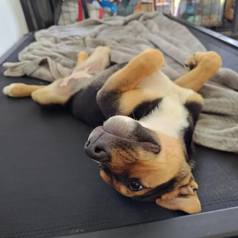 A baby medium-sized female Tricolor (Brown, Black, & White) Australian Cattle Dog / Blue Heeler dog named Lily for adoption in Bellingham, WA