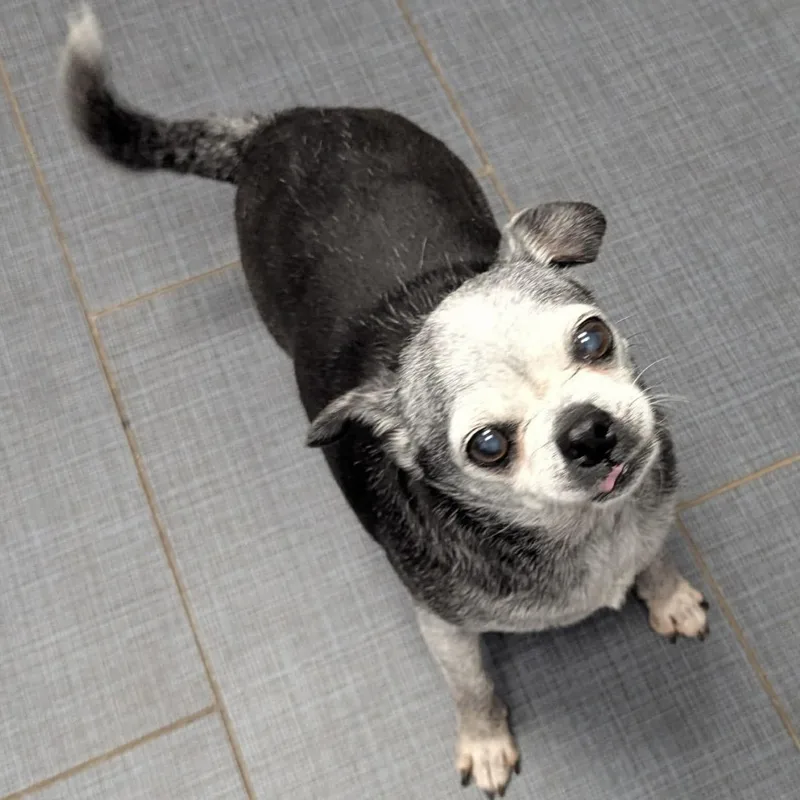 A senior small-sized female Gray / Blue / Silver Puggle dog named Sophia for adoption in Pelham, NH