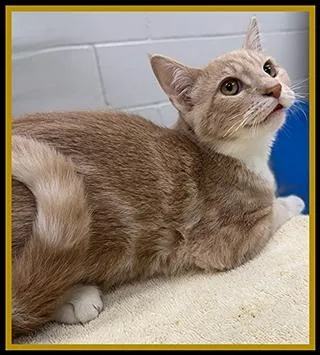 A young medium-sized male Domestic Short Hair cat named Squeaky for adoption in Peoria, IL