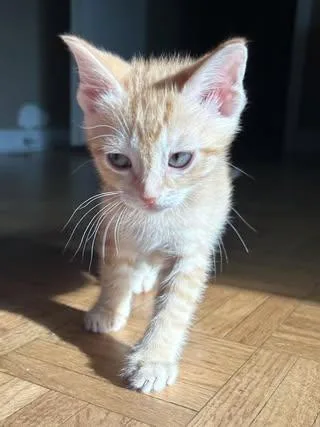 Piper