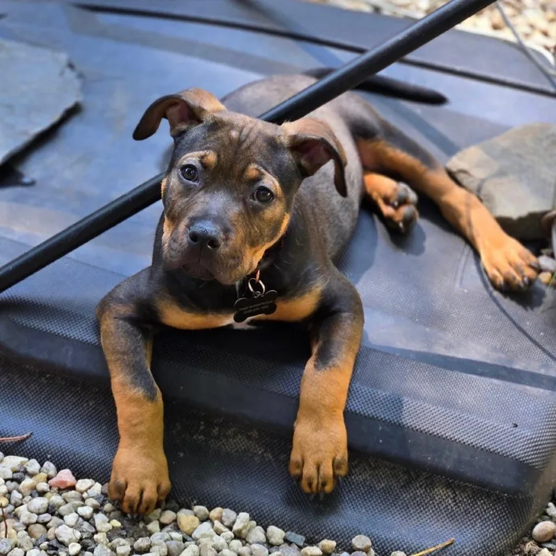 A young medium-sized male Black Pit Bull Terrier dog named Happy for adoption in Durham, NC