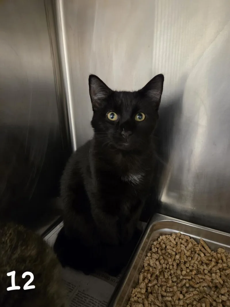 A young medium-sized male Domestic Short Hair cat named Dorito for adoption in Hagerstown, MD