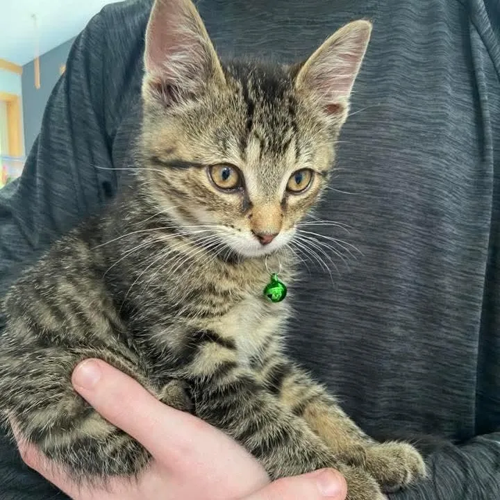 A baby medium-sized male Tabby (Brown / Chocolate) Tabby cat named Lee for adoption in Kentwood, MI